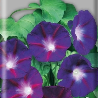 �������������������������������