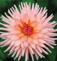 f1_fbc4d057-7c80-4d11-be8d-a40c91221c07