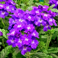 ����� ���