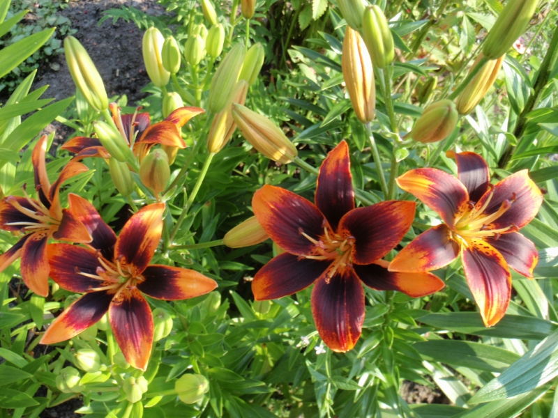 f1_2fbf7a2c-ac7b-4d85-97ae-1b9c4107ad8d