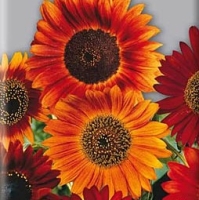 �������������������������������