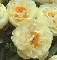 ���� �������� a_125660_20719