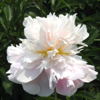 ������� ����