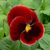 ������� ������ ����� ������� ��������