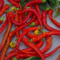 ����� ������ ������� ���