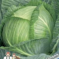 kapusta-belokochannaya-chudo-na-hranenie-f1