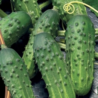 ogurec-na-kornishony-i-pikuli-dlya-parnikov-i-otkrytogo-grunta-taganay-f1