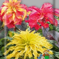 ������� ���������� ����������� ��������