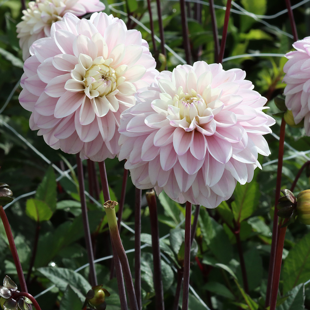 �������59