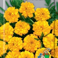 �������� ����������� �������� ������ �������