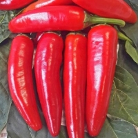 ����� ������ ������� �������