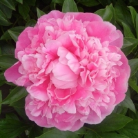 ���� ������ ��� �������