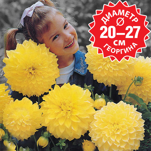 Dahlia decorative maxi Kelvin Floodlight / �������� ������� �������� ������������ ����� 1 ��