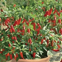 ����� ������������� �������