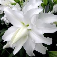 �������������������������������