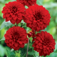 f1_51b717b6-3b96-4481-829f-7b22a1cdb1be