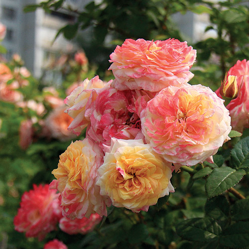 47662_Rosomane-Janon-01