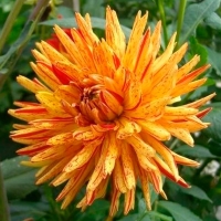 �������� ���������� ���-����