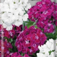 �������� �������� ������