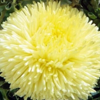 astra_dyushes_zheltaya_pionovidnaya_rossiya_0.85570900 1531453044