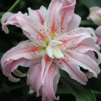 ����� ������ ����