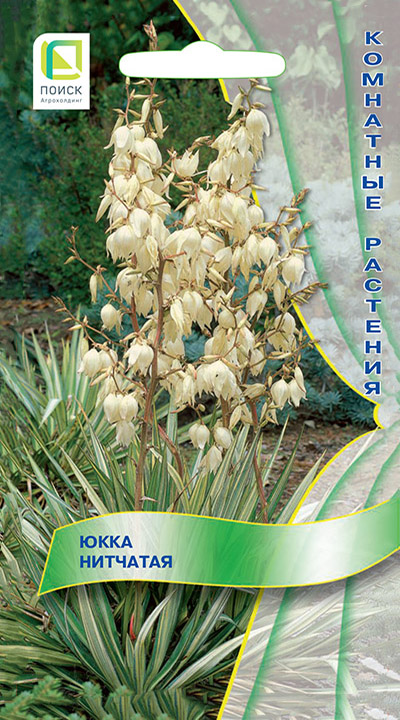 ukka_nitchataya ukka_nitchataya