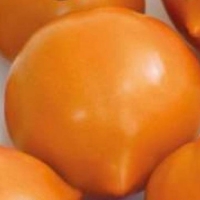 �����-��������-�������