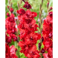 ������� 00