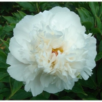 ���� ������� ���� ����������� 1 ��