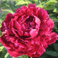 ���� ������� ������