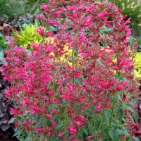 ����� �������