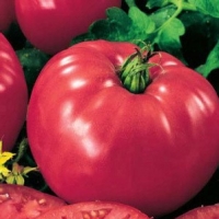 ����� ������� ����