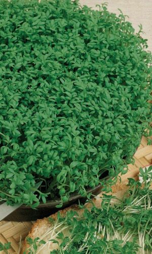 salat-kress-salat-veseniy