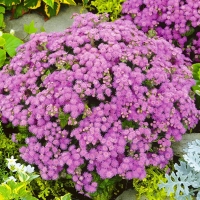 ������� ���