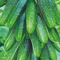 ������ ������� F1 5 ��.