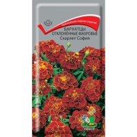 �������� ����������� �������� ������� �����