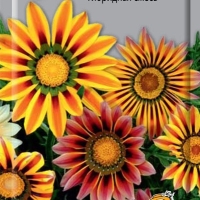 ������� ��������� �����