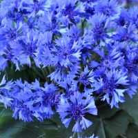 ������� ��� ���