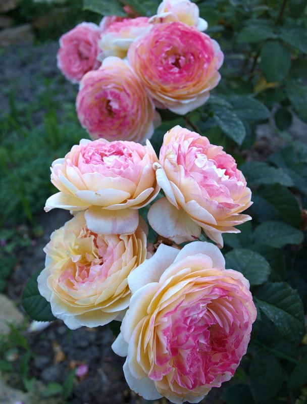 f1_b86d6456-e22e-42b6-89b3-f26805183dec