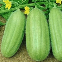 full_ogurdunya-mango-grigorev