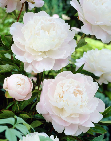 ���� ��������1