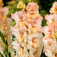 Gladiolus-Sotsji