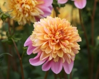 �������� ���� �����. 2