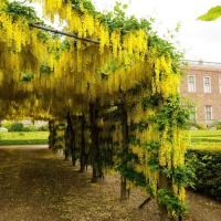 sazency-bobovnik-alpiickii-1-500x500