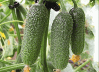 ������ �������� F1