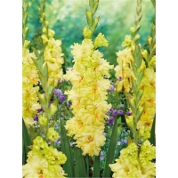 ������� �������h800