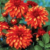 f1_847387bd-bfa4-405c-bac7-ee399afd327f