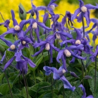 ���� ������.jpg 2