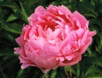 martha-bulloch-small-1