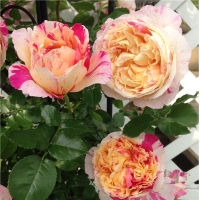 I-Grande-10488-rosier-grimpant-julie-andrieu-l-unite-racines-nues.net